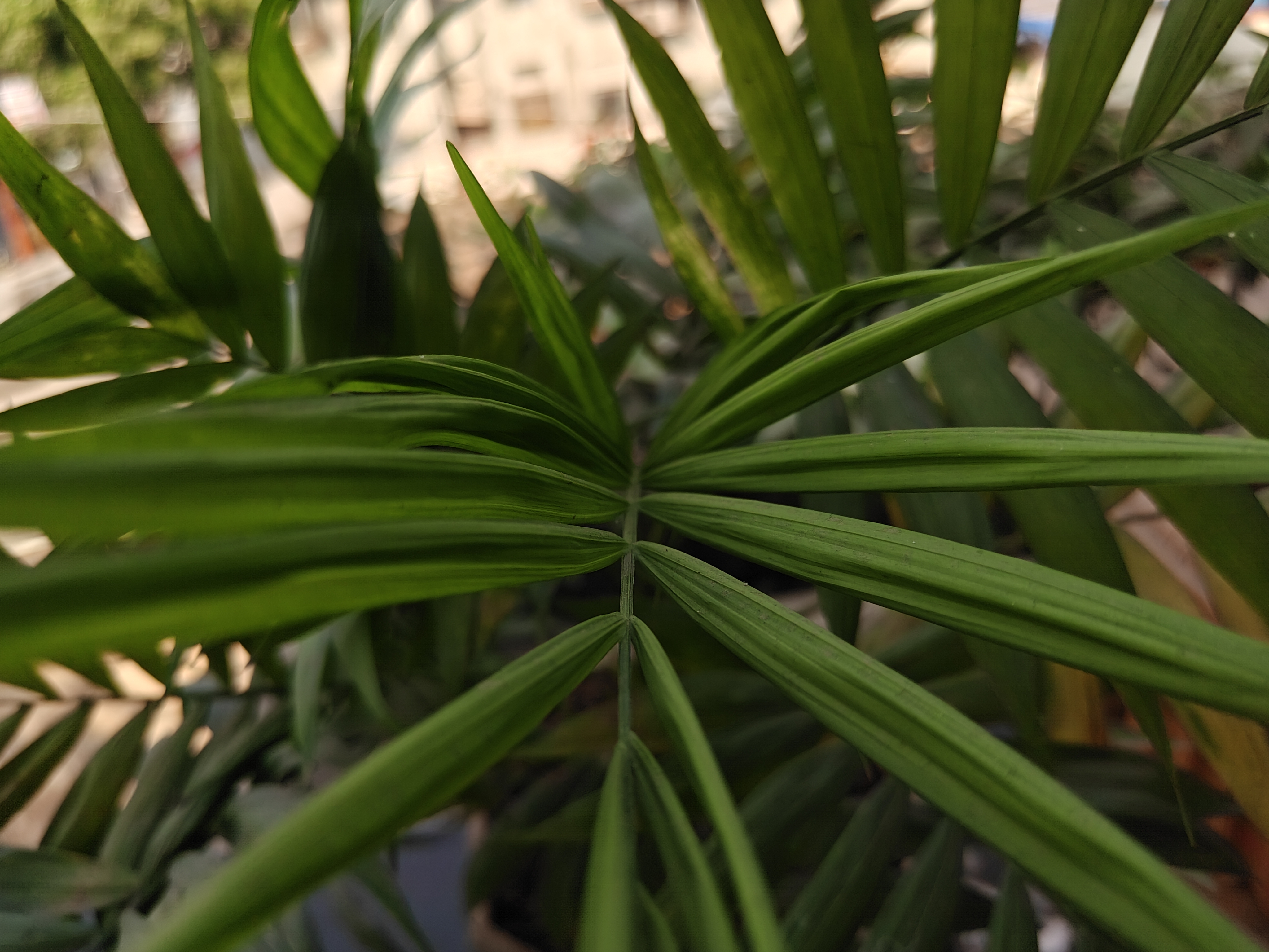 Realme P4 Pro 5G Camera Images