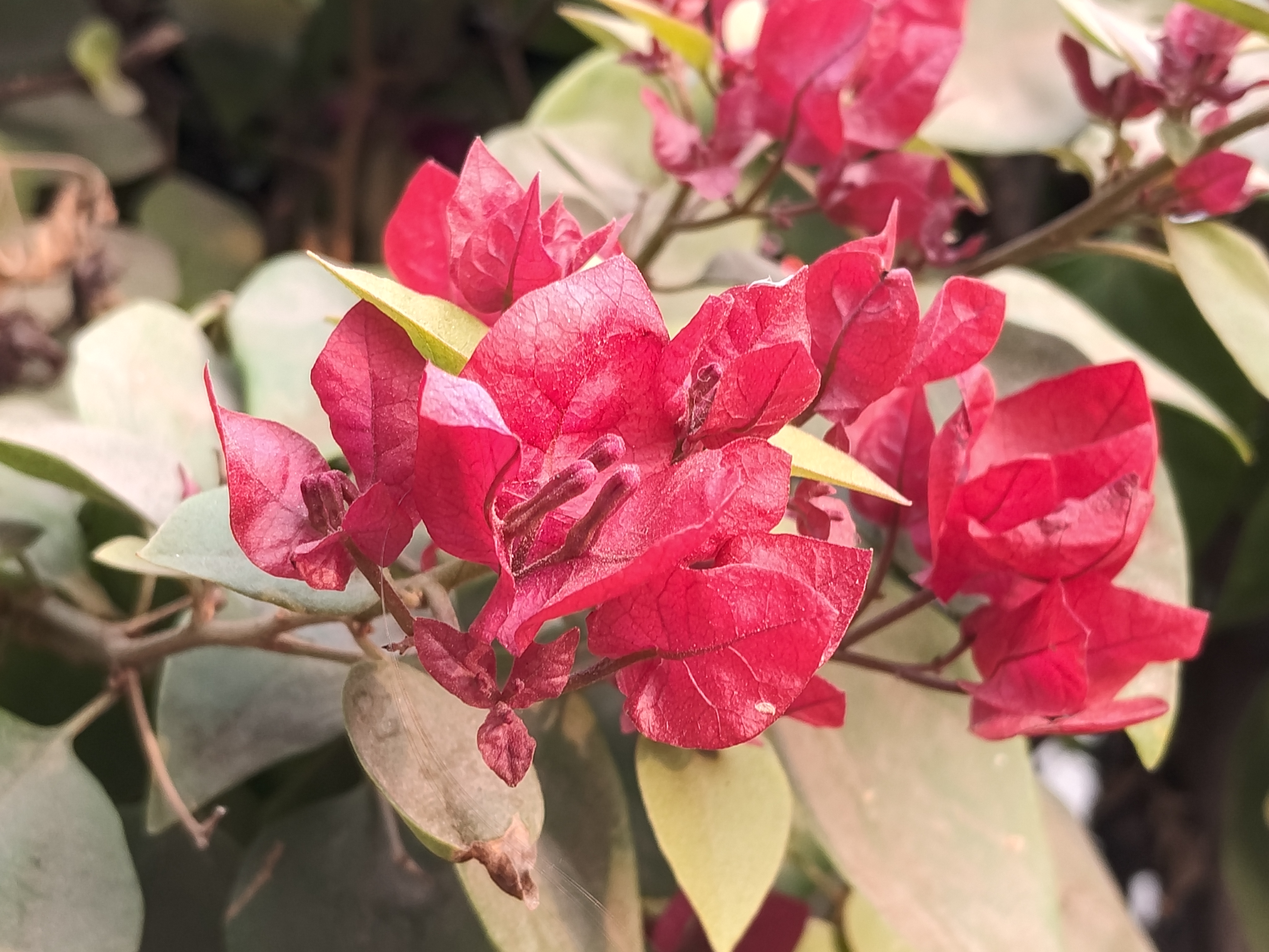 Poco M8 5G Camera Images