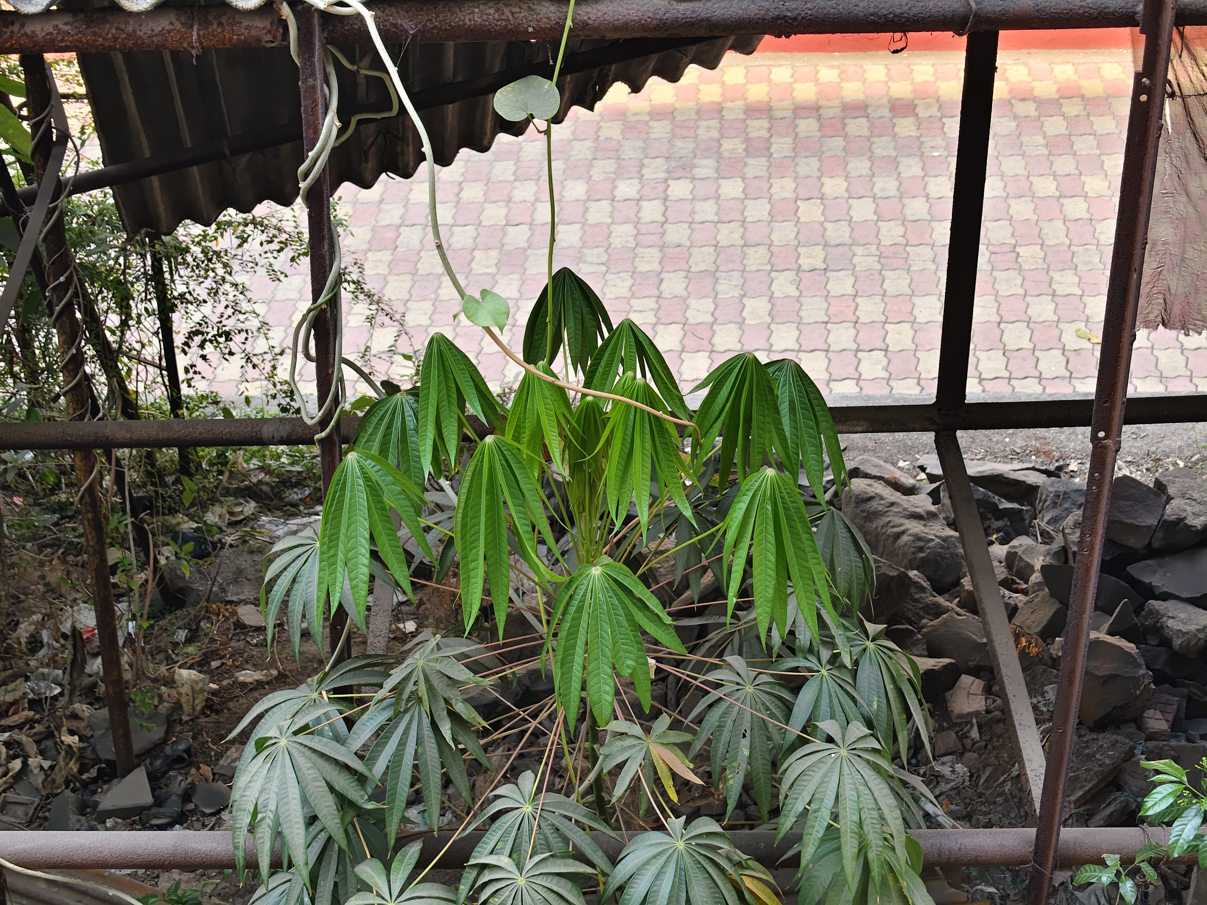 वीवो V70 Elite Camera इमेजिस