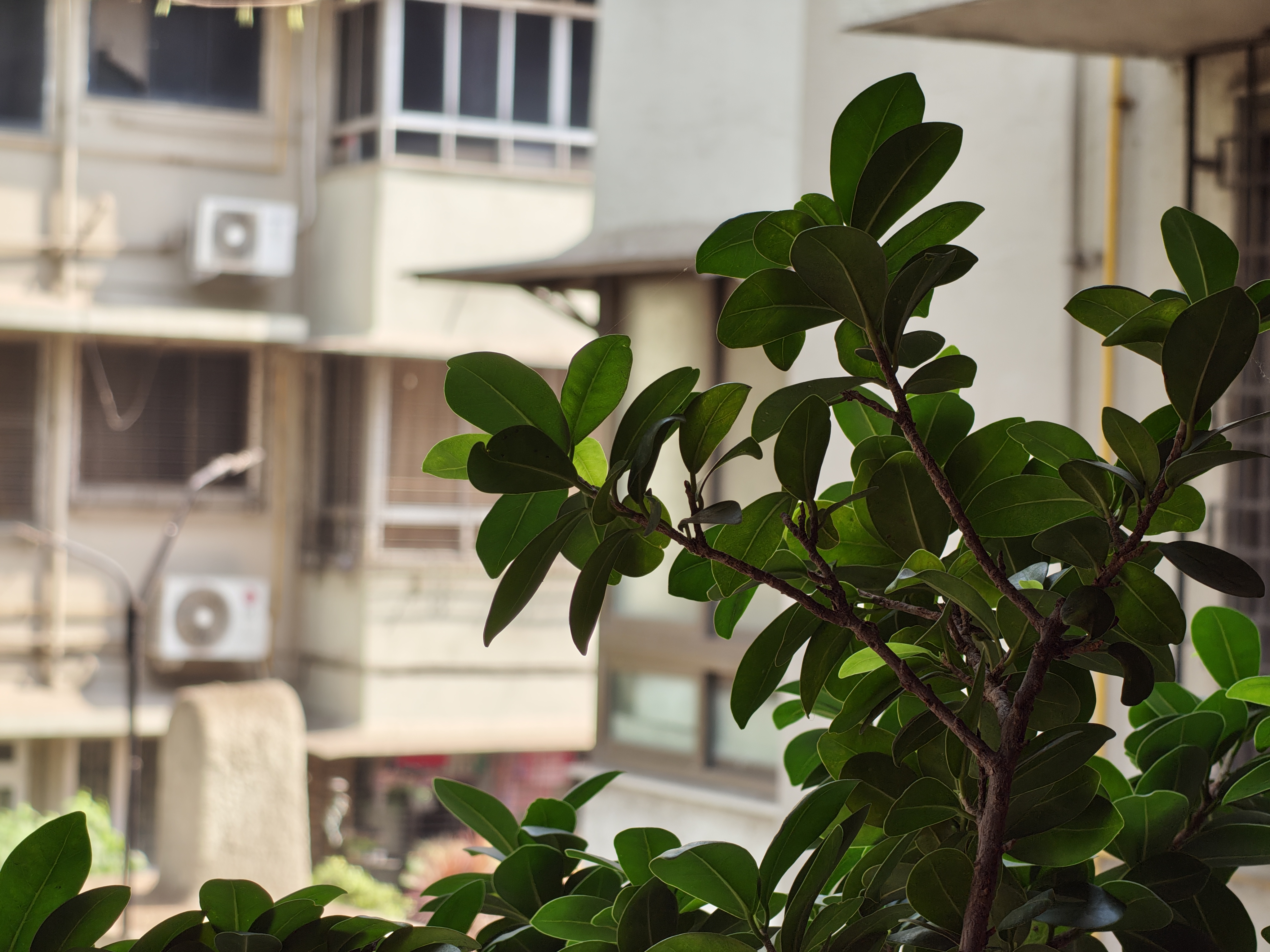 Nothing Phone 4a Pro Camera Images