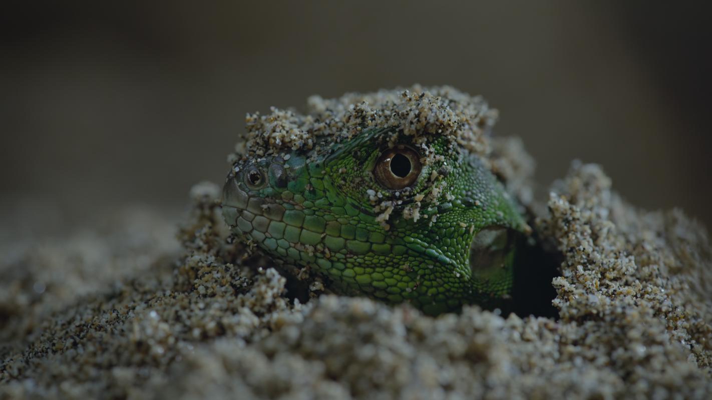 Nightmares of Nature Season 2 TV Series (2025) | Release Date, Review