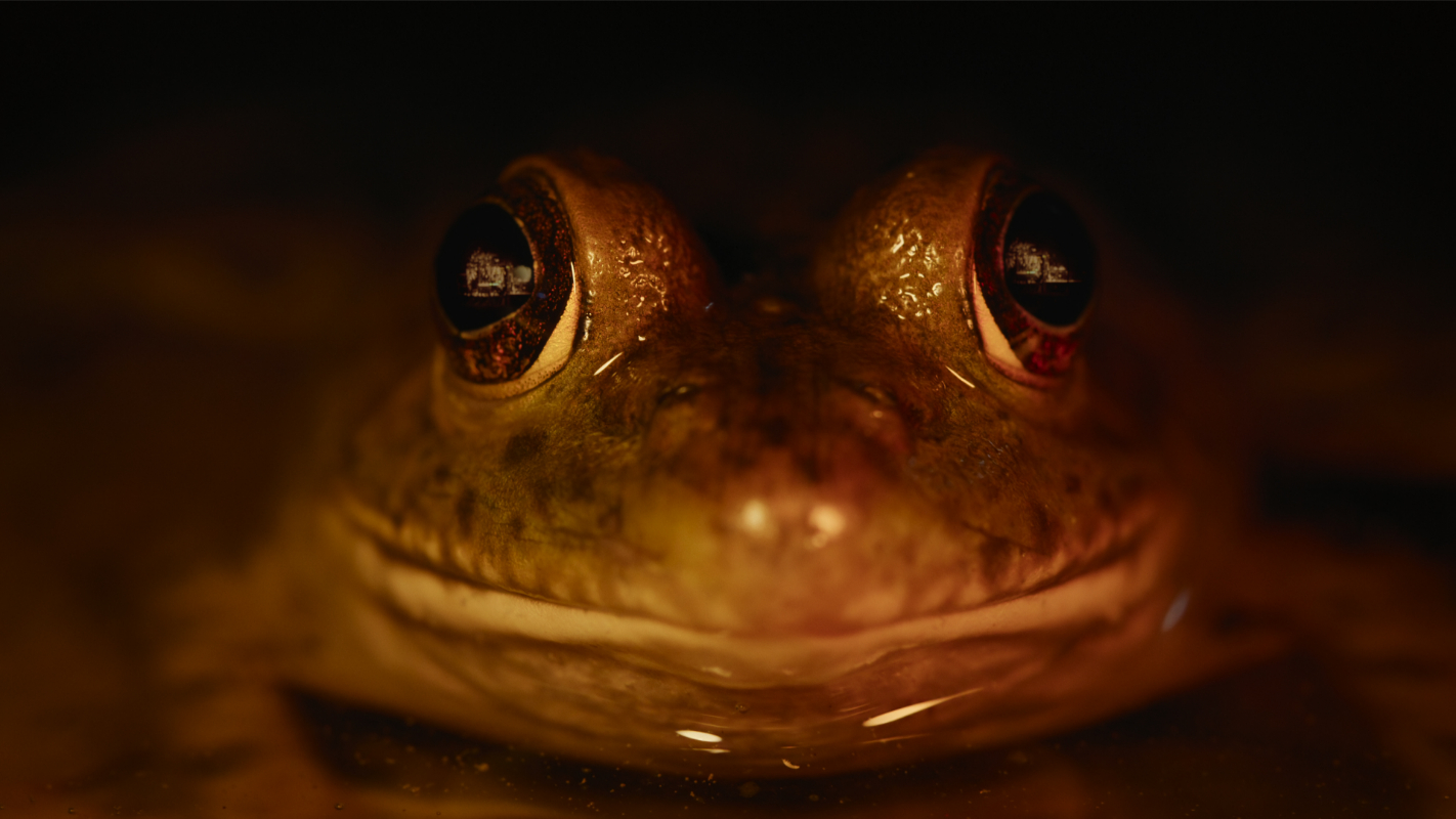 Nightmares of Nature TV Series Cast, Episodes, Release Date, Trailer and Ratings