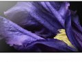 Sony 65 Inch OLED Ultra HD (4K) TV (KD-65A9F)