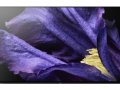 Sony 55 Inch OLED Ultra HD (4K) TV (KD-55A9F)